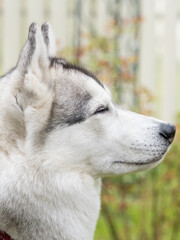 Beautiful Siberian husky with narrow eyes