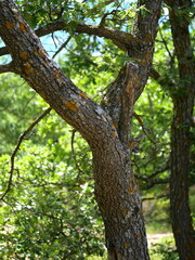 Arbre 