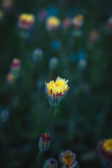Obraz na płótnie Canvas Blooming single dandelion on green background
