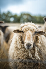 Schaf blickt in die Kamera auf einer Weide an einem regnerischem Tag