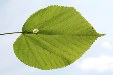 Green leaf of linden (Tilia or Lime tree) with leaf mine