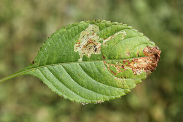 Small balsam (Impatiens parviflora) green leaf with mine of Phytoliriomyza melampyga