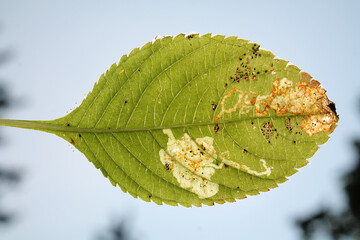 Small balsam (Impatiens parviflora) green leaf with mine of Phytoliriomyza melampyga