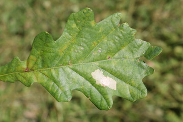 Green leaf of European oak or Quercus robur with leaf mine