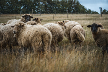 Schafherde auf einer umzäunten Weide an einem regnerischem Tag