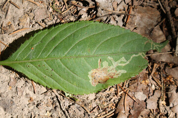 Small balsam (Impatiens parviflora) green leaf with mine of Phytoliriomyza melampyga