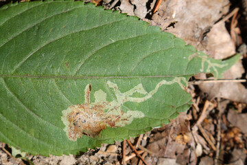Small balsam (Impatiens parviflora) green leaf with mine of Phytoliriomyza melampyga
