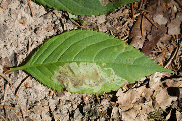 Small balsam (Impatiens parviflora) green leaf with mine of Phytoliriomyza melampyga