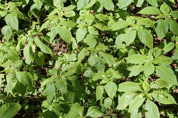 Small balsam or Impatiens parviflora. General view of a group of green plants