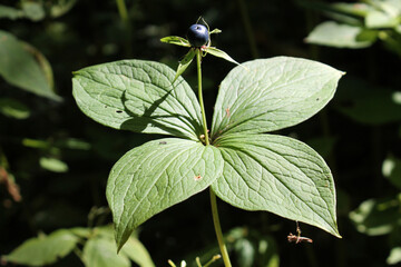 Herb-paris (Paris quadrifolia). Poisonous plant with fruit and green leaf
