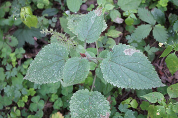 Stachys sylvatica or hedge woundwort green leaf with mine of Amauromyza labiatarum