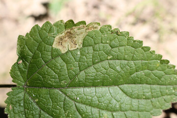 Stachys sylvatica or hedge woundwort green leaf with mine of Amauromyza labiatarum