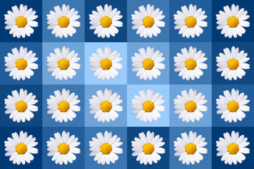 popart with twenty-four daisy blossoms on blue colored background