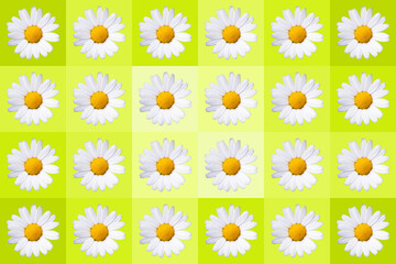 popart with twenty-four daisy blossoms on yellow colored background