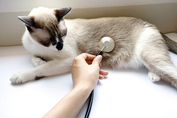 Veterinarian holding stethoscope and check up a Siamese cat stomach that lies on white...