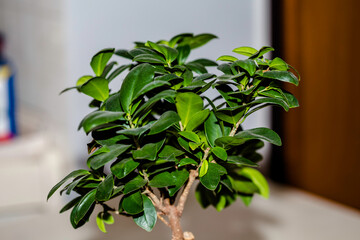Small bonsai growing at home.