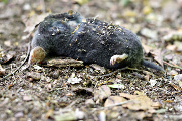 Dead mole in English countryside