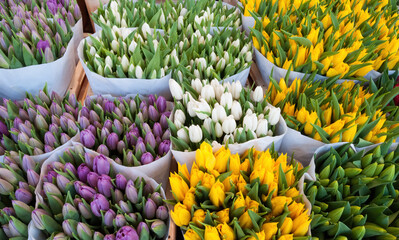 colored tulips in the Amsterdam market