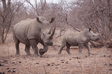 Obraz premium One adult female white rhino walking with her young calf in Kruger Park South Africa