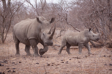 One adult female white rhino walking with her young calf in Kruger Park South Africa