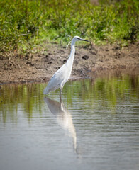 great white heron