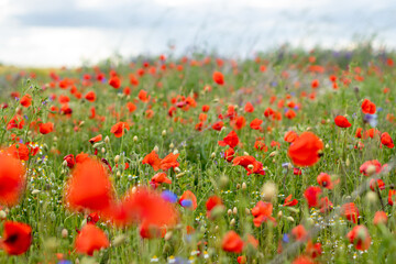 flower meadow with poppies and grass