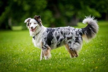 Australian Shepherd in the park