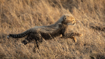 Side view of a cheetah cub running at full speed Tanzania