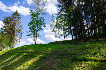 Fototapeta na wymiar Green summer forest hill near the road