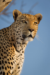 One adult male leopard head portrait with beautiful blue sky in Kruger Park South Africa