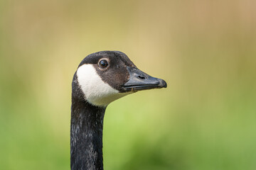 A closeup head shot of a single isolated canada goose in profile.