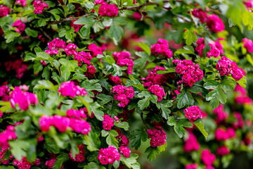 Obraz premium Spring time. Blooming decorative hawthorn with pink small flowers.