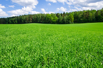 Obraz premium Green grass agricultural field in summer with blue sky