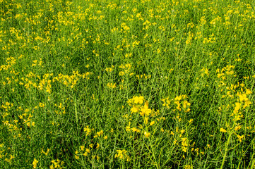 Yellow rapeseed agricultural field in summer with blue sky