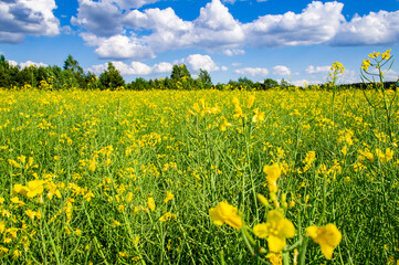 Yellow rapeseed agricultural field in summer with blue sky
