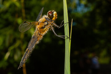 A four-spot dragonfly sits on a branch, Libellula quadrimaculata