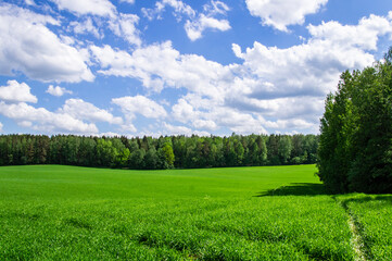 Agricultural field landscape of green grass in summer with blue sky