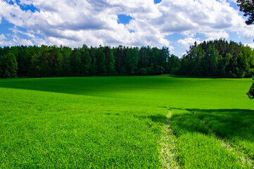Agricultural field landscape of green grass in summer with blue sky