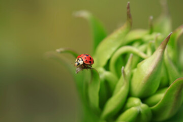 Red ladybug sitting on plant