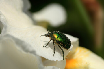 Beetle sitting on flower in garden