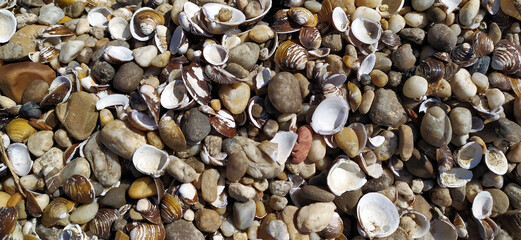 Pile of shells on the seashore on a sunny day. Place for text