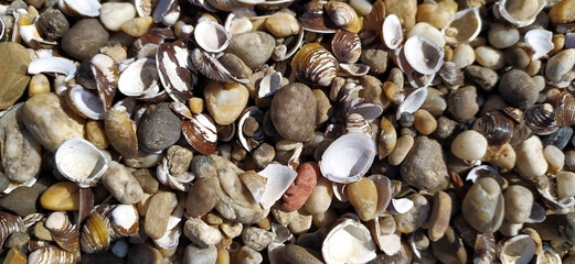 Pile of shells on the seashore on a sunny day. Place for text
