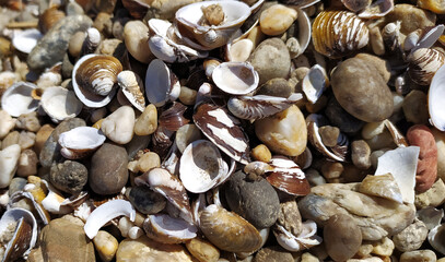 Pile of shells on the seashore on a sunny day. Place for text