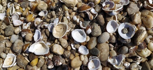 Pile of shells on the seashore on a sunny day. Place for text