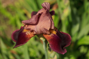 Colorful iris in summer garden
