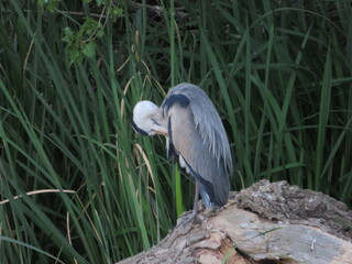 heron bird fly big beautiful bill feathers