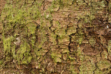 brown spruce bark with lichen