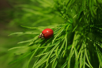 Red ladybug sitting on plant