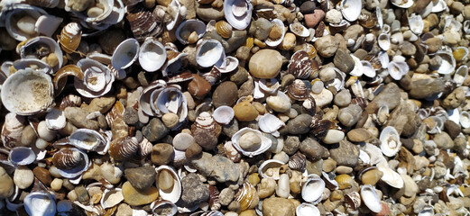 Pile of shells on the seashore on a sunny day. Place for text