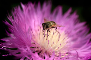 Bee flying over flower